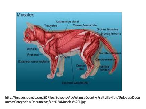 Tensor Fasciae Latae Cat