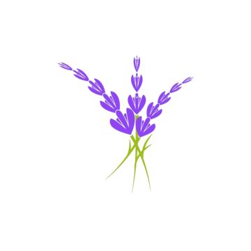 Lavender Flower Vector Icon Illustration Icon Emblem Oil Vector Icon