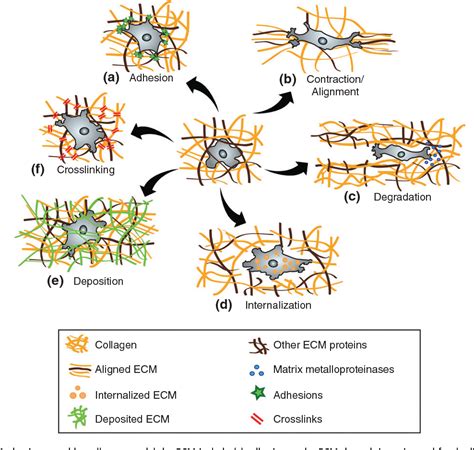 Figure From Extracellular Matrix Remodeling In D Implications In