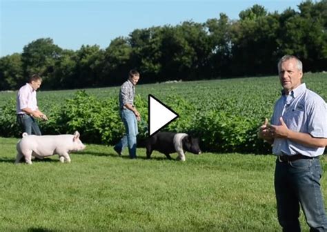 How to train a show pig | Showing livestock, Pig showing, Pig