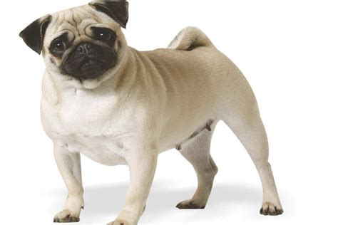 Adopt A Pug For Free | PETSIDI