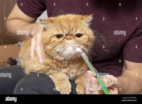 A man at home gives a pill to a sick cat of an exotic shorthair breed. A special syringe for ...