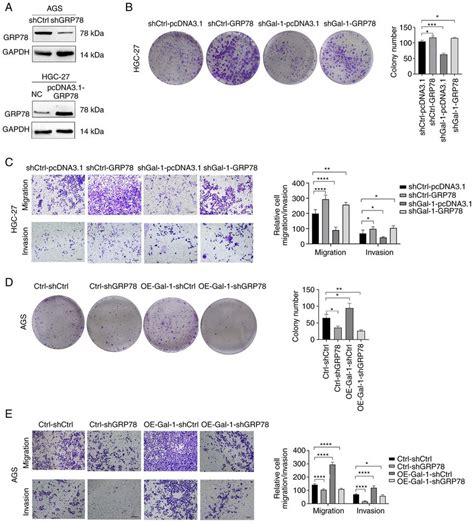 Tumor Promoting Effect Of Gal Is Dependent On The Upregulation Of