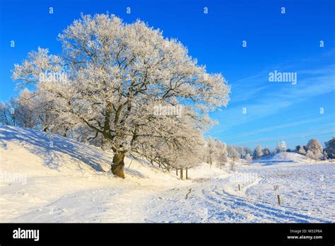 Oak tree i a winter landscape Stock Photo - Alamy