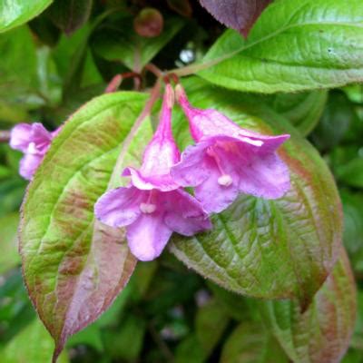 Weigela Florida Princess Ayla Buy Plants At Coolplants