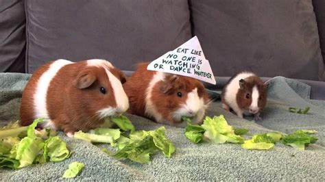 Guinea Pigs Eating Lettuce Youtube