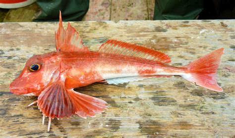 Sloanes Viperfish Chauliodus Sloani Adriaticnature