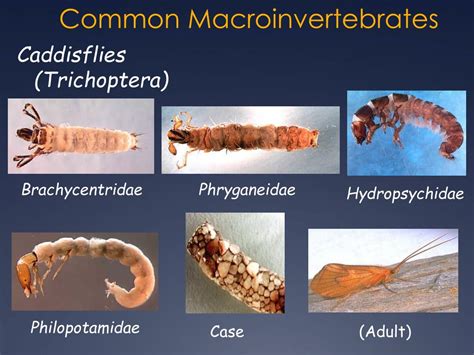 Ppt Biology Ecology Of Se Mn Karst Region Streams Macroinvertebrate