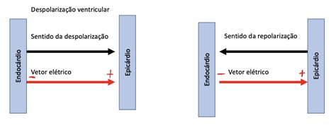 O Que É Despolarização - resumo despolarização – Anatomia papel e caneta