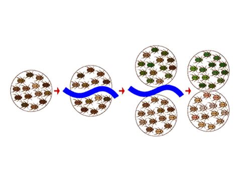 Population Genetics Selection And Speciation Ppt Download