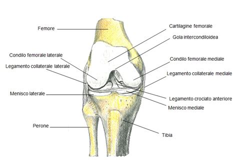 Il Ginocchio Dott Fabrizio Rivera