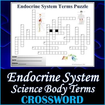 The Endocrine System Science Crossword Puzzle Activity Worksheet