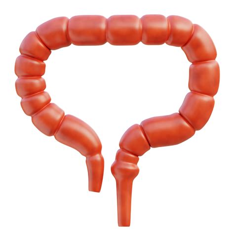 Large Intestine 3d Illustration 47246392 Png