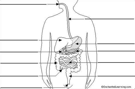 Le Syst Me Digestif Diagram Quizlet