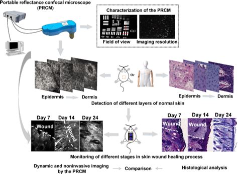 Mesenchymal Stem Cells Confocal