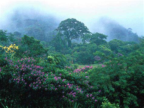 Sarana Ilmu Geografi Sig Bioma Hutan Basah