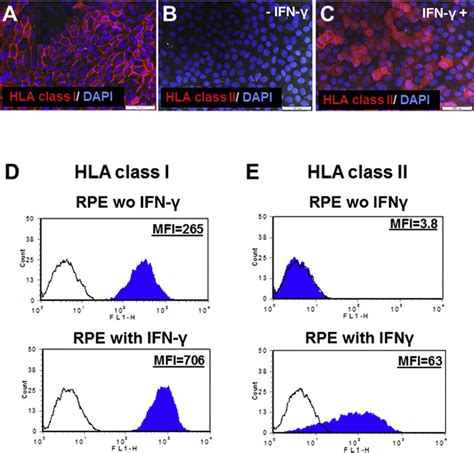 Expression Of HLA Class I And Class II Proteins By HESC RPE Cells A C