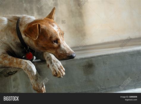 Lonely Dog Image And Photo Free Trial Bigstock
