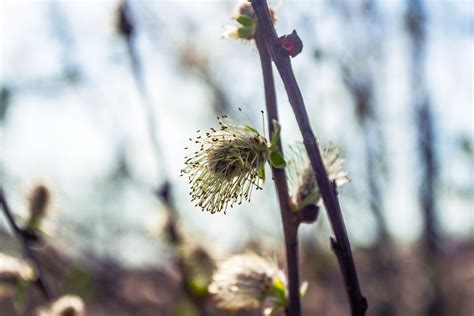 Free Images Tree Nature Branch Blossom Leaf Flower Spring Produce Autumn Botany