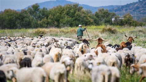 Un Reba O De Ovejas Verdes Para Cuidar Y Regenerar La Naturaleza