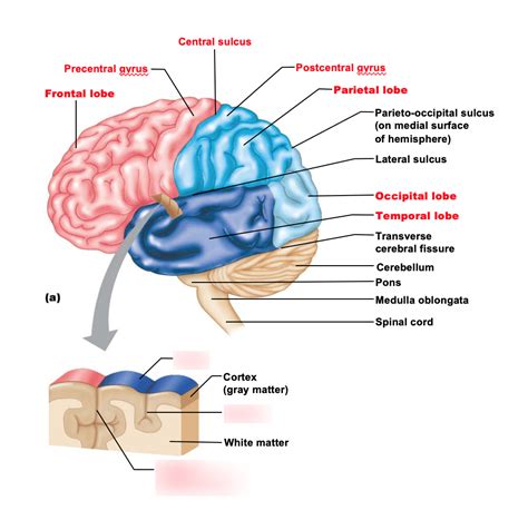 Cerebral Hemisphere Diagram