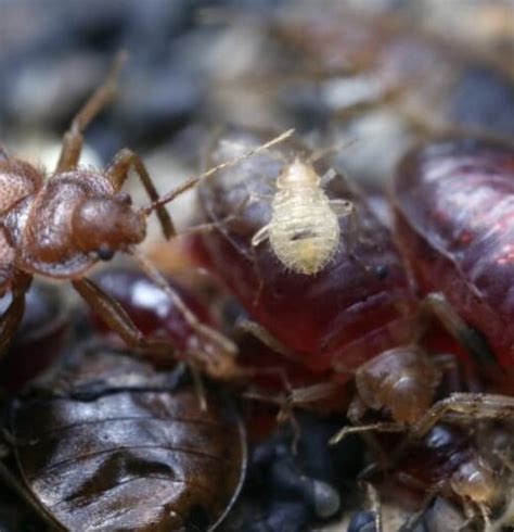 Lutte Antiparasitaire Comment Se D Barrasser Des Insectes L