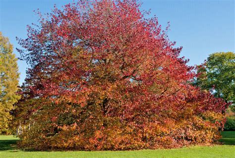 American Sweetgum Redgum Worplesdon Liquidambar Styraciflua 2 3ft