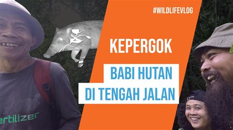 Pasang Camera Trap Ketemu Babi Hutan Owa Jawa Jejak Landak Kijang