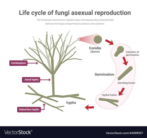 Fungi Life Cycle Asexual Lashaun Hyman The Best Porn Website