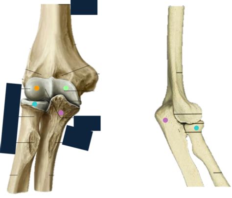 Part Elbow And Forearm Flashcards Quizlet