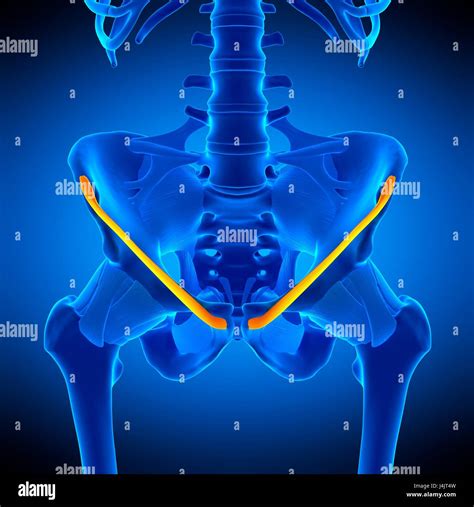 Anatomia Inguinale Banque De Photographies Et Dimages Haute