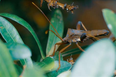 Giant Leaf Footed Triatomine Kissing Bug Macro Photography Premium