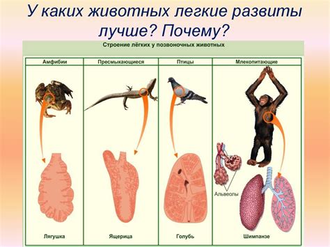 Дыхание животных - презентация онлайн