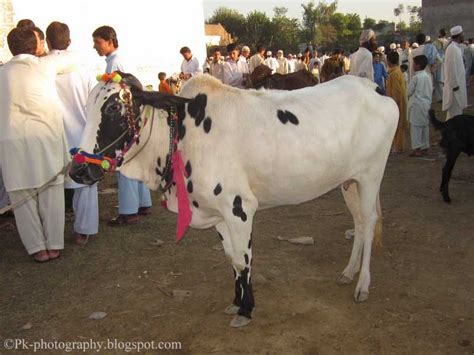 Eid Ul Adha Festival Of Sacrifice Nature Cultural And Travel