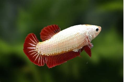 Betta Red Dragon Fêmea Os melhores peixes para seu aquário