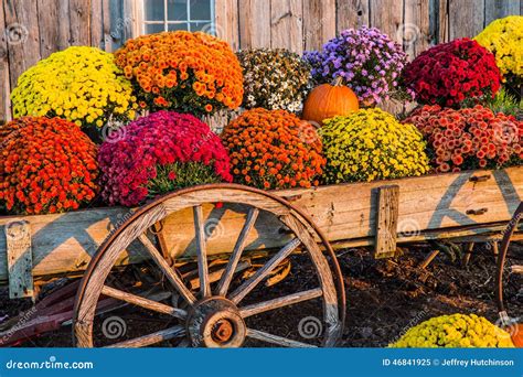 Fall scene stock image. Image of vegetables, scene, colors - 46841925