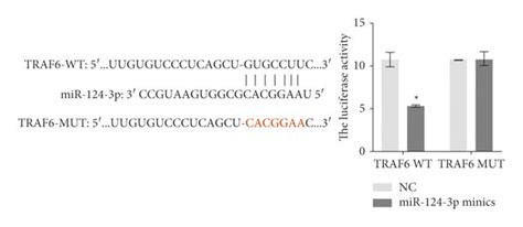 Luteolin effects on miR 124 3p TNF α TRAF6 axis in hippocampal neurons