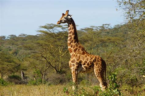 Ol Pejeta Conservancy
