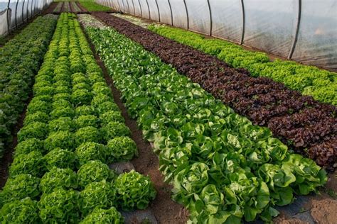 Premium Photo | Growing vegetables in a greenhouse