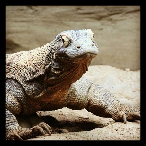 Komodo dragon | Komodo dragon, Animals beautiful, Animals