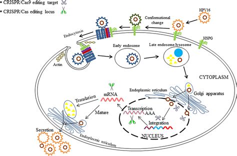 Frontiers The Use Of Crispr Cas As A Tool To Study Human Infectious