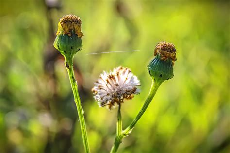 Wildflowers Seed Pods Flower Buds - Free photo on Pixabay