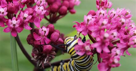 A Guide To Native Plants In North Carolina Our State Pollinator Garden Design Native Plants