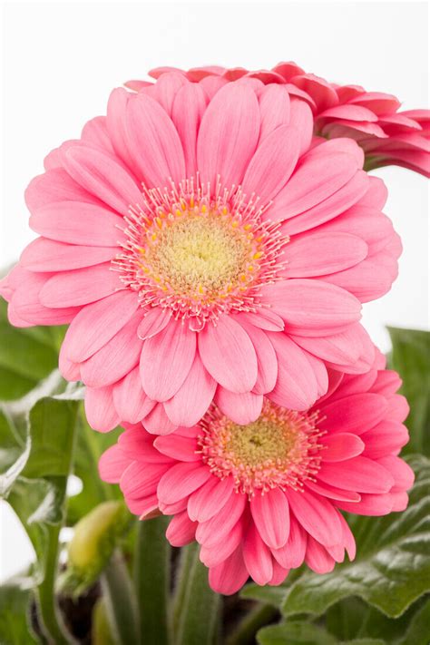 Gerbera Bild Kaufen Gartenbildagentur Friedrich Strauss