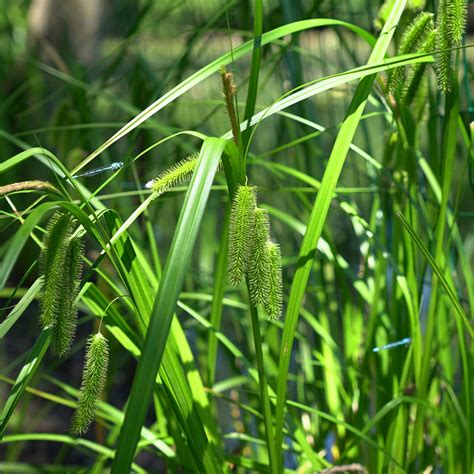 Mn Native Bottlebrush Sedge Plants Natural Shore