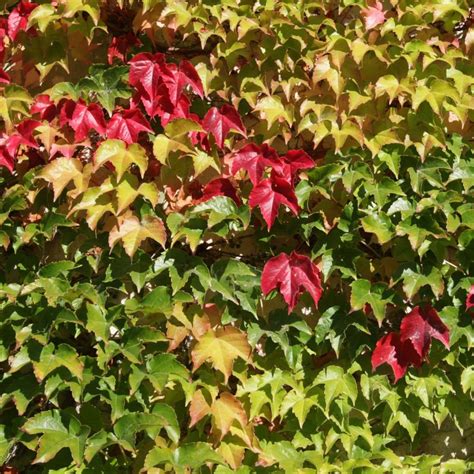 Parthenocissus Tricuspidata Veitchii Robusta Vigne Vierge Vigoureuse