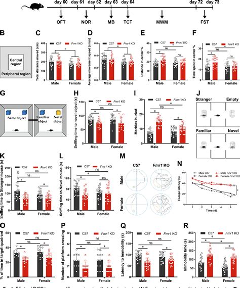 Figure 1 from Effects of Fmr1 Gene Mutations on Sex Differences in ...