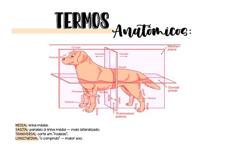 Termos Anat Micos Cir Rgicos In Cio Da Anatomia Veterin Ria Medial