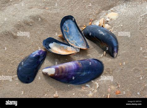 Blue Mussel Bay Mussel Common Mussel Common Blue Mussel Mytilus