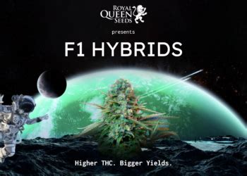 Royal Queen Seeds Launches The First Ever F1 Hybrid Seeds Into The